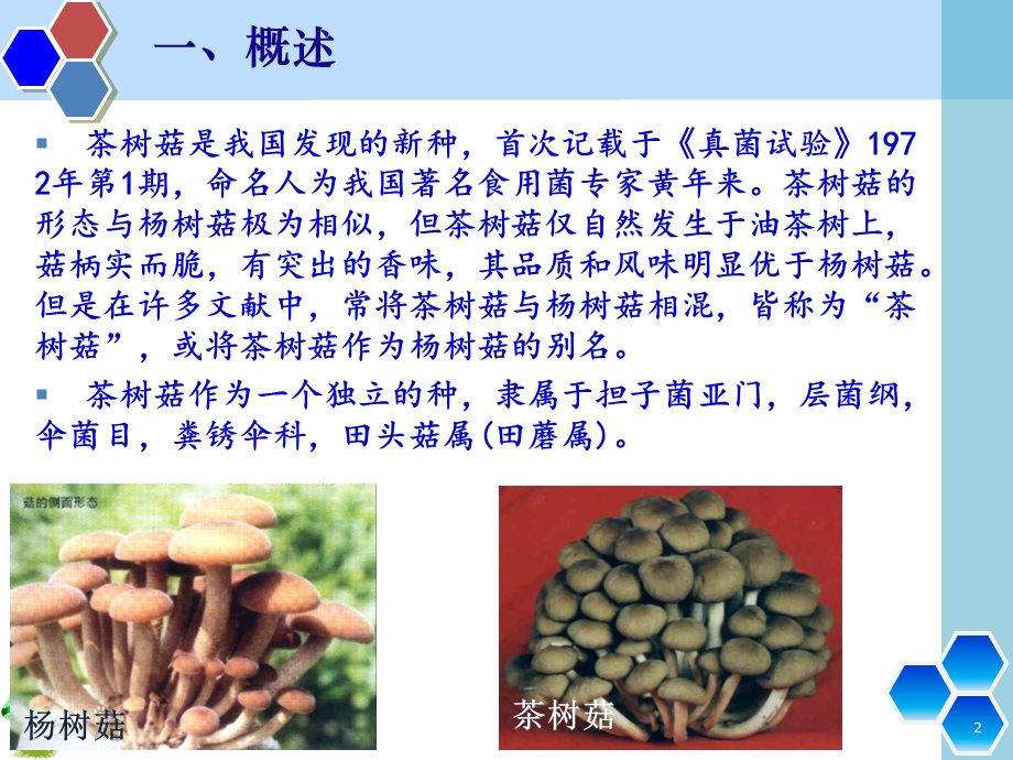茶树菇栽培技术.ppt_第2页
