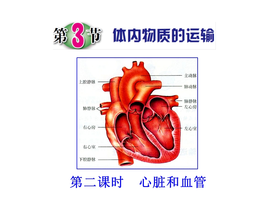 浙教版九年级上册科学第3节-体内物质的运输(第2课时)课件.ppt_第1页