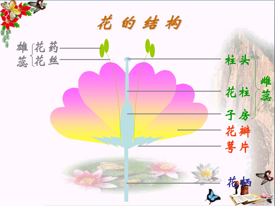 植物的开花和结果-ppt课件.pptx_第2页