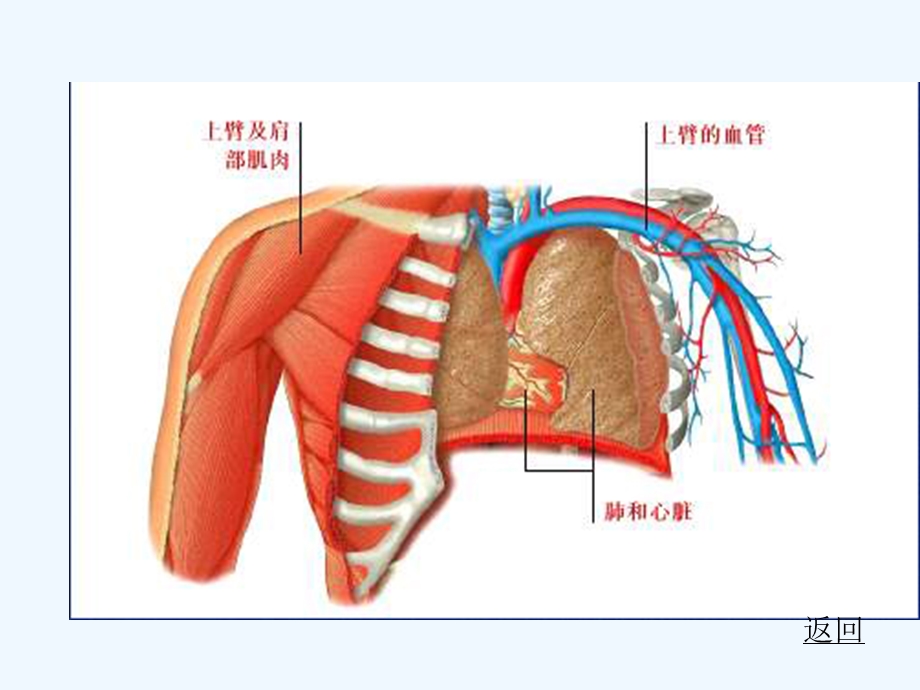 胸痛的鉴别诊断与诊治流程课件.ppt_第2页