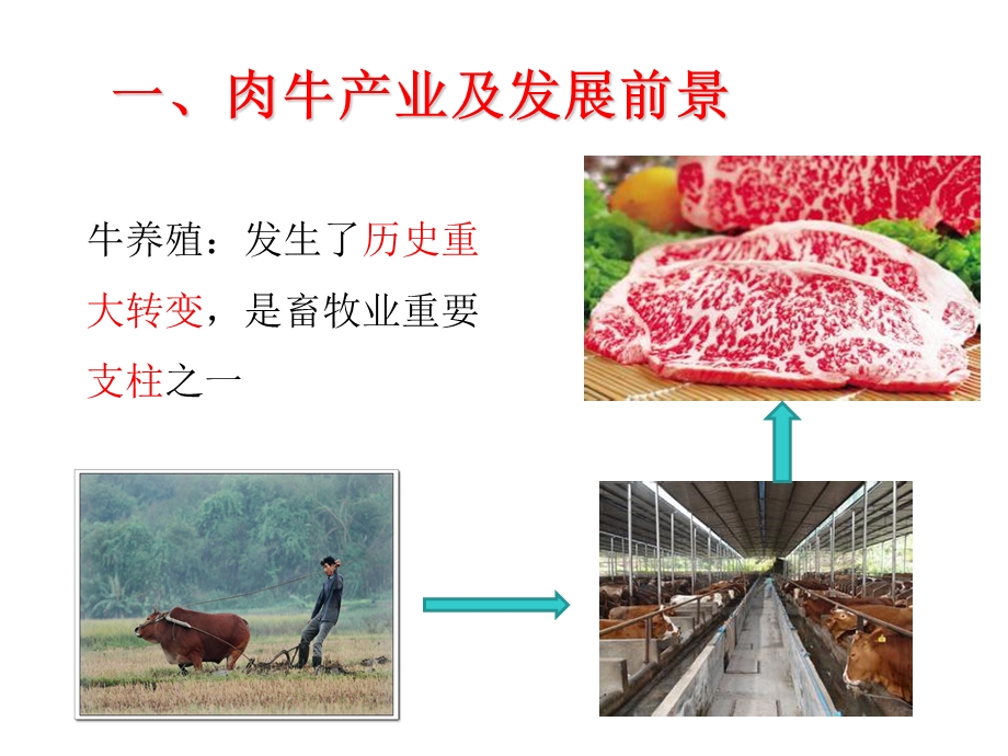 肉牛营养及饲料课件.ppt_第3页