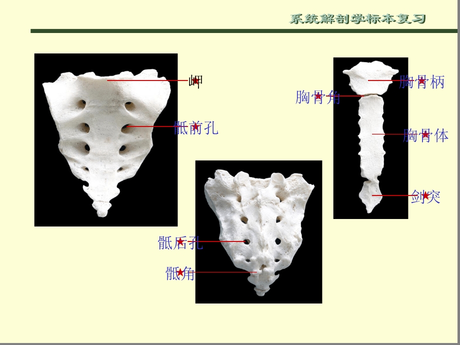 系统解剖学标本复习课件.ppt_第3页