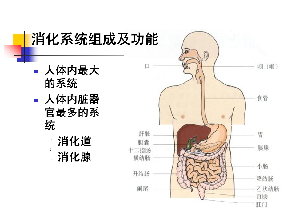 消化系统疾病总论(人卫8版)课件.ppt_第3页