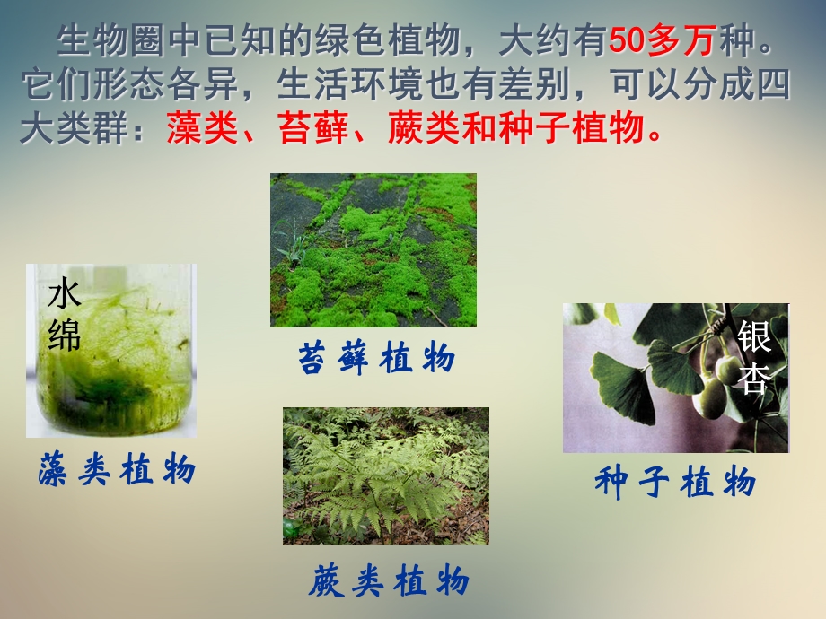 人教版七年级上册生物《藻类苔藓和蕨类植物》ppt课件.ppt_第3页