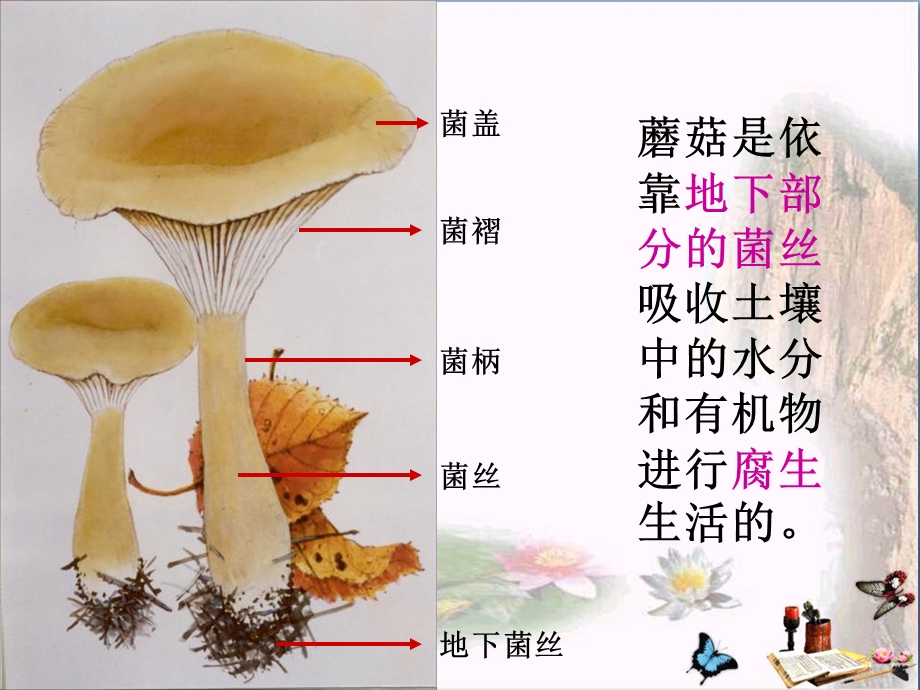 《各种各样的蘑菇》认识更多的生物-ppt课件.pptx_第3页