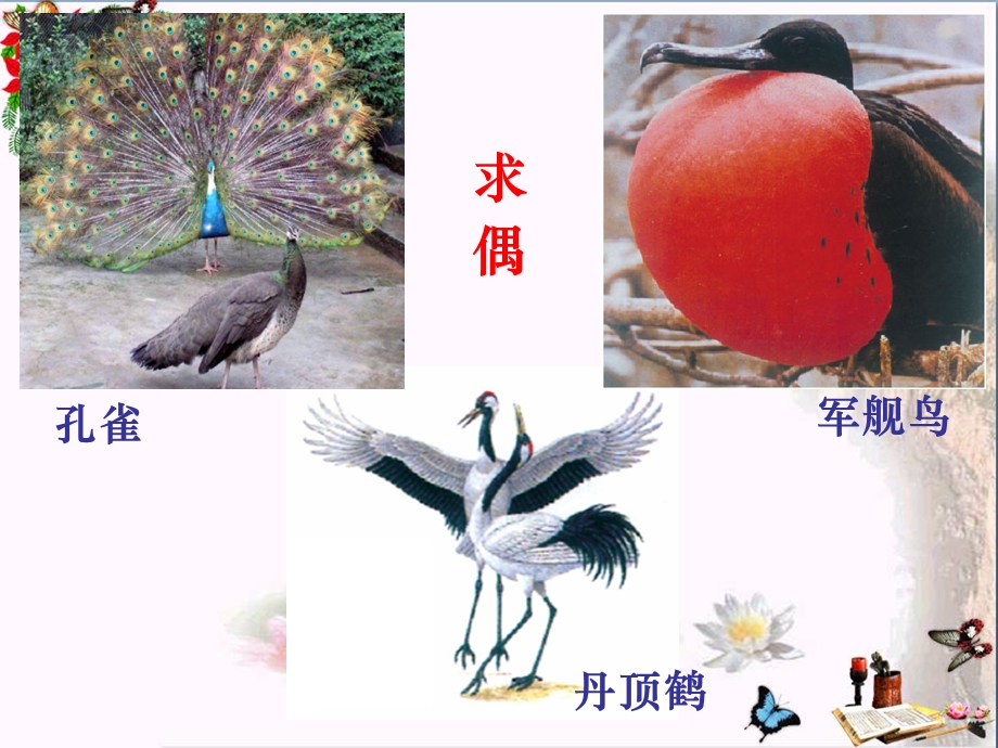 《鸟的生殖和发育》生物的生殖和发育课件.ppt_第2页