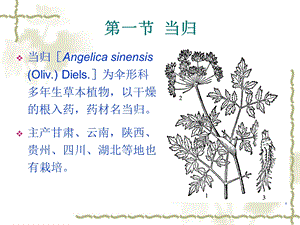 [药用植物栽培学]当归栽培技术.ppt