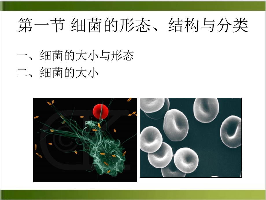 细菌学概述授课ppt培训讲义课件.ppt_第3页