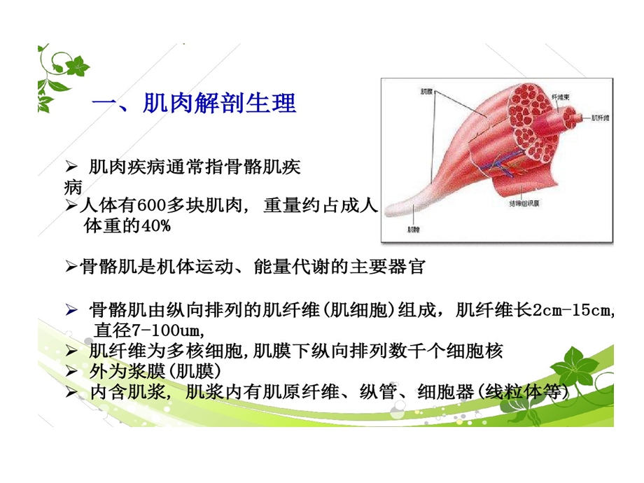 肌肉疾病诊断与治疗模板课件.ppt_第3页