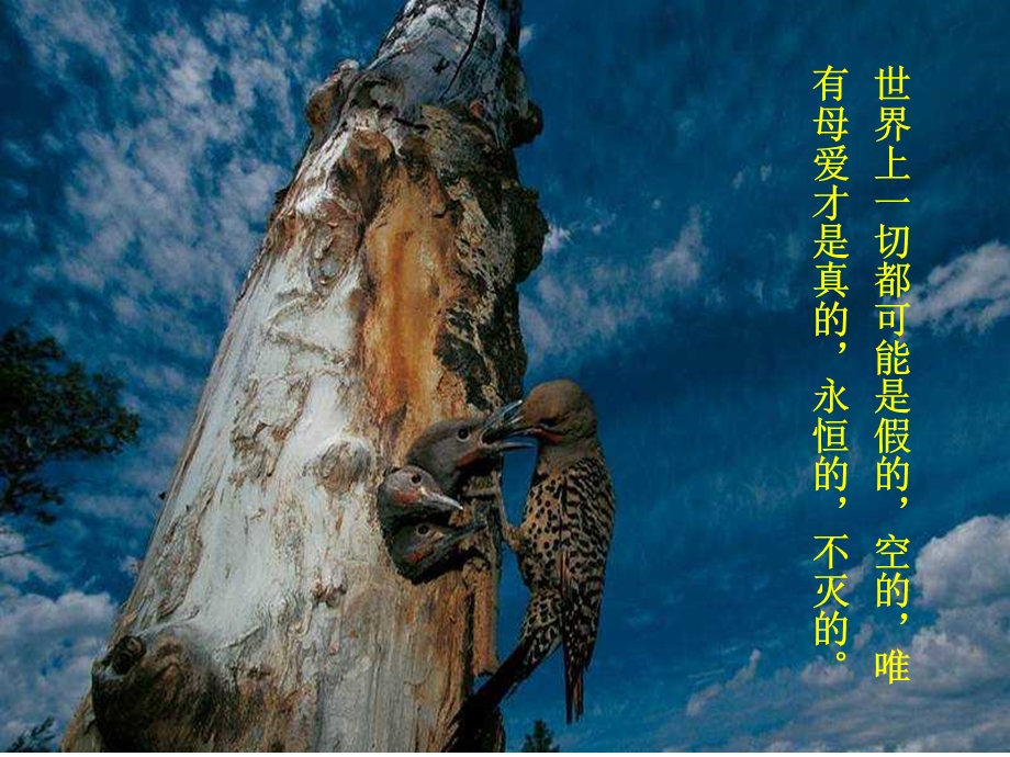 母爱如歌献给母亲节的歌课件.ppt_第2页