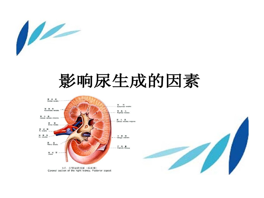 影响尿液生成因素课件.ppt_第1页