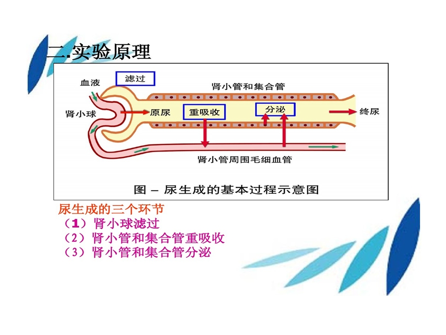 影响尿液生成因素课件.ppt_第3页