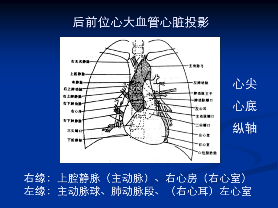 正常影像学表现X线检查课件.ppt_第3页