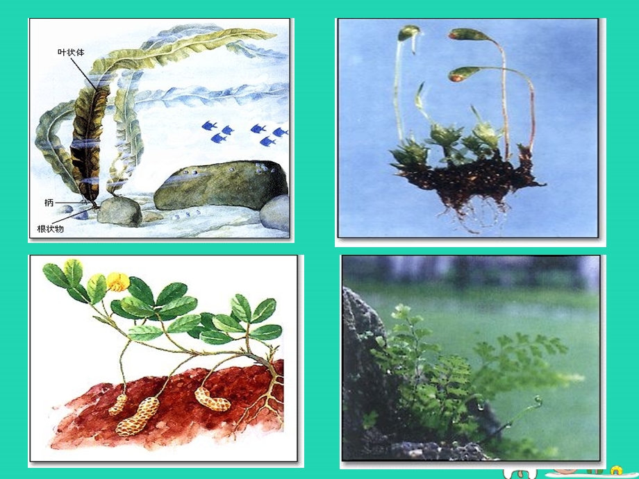 人教版-《藻类苔藓和蕨类植物》ppt课件.ppt_第3页