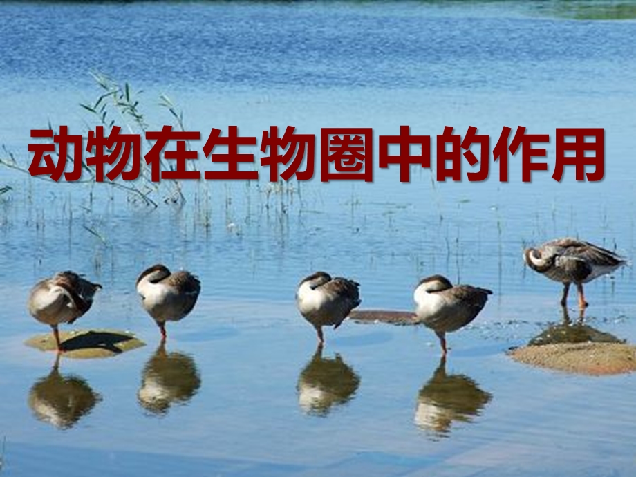 动物在生物圈中的作用课件 .ppt_第1页