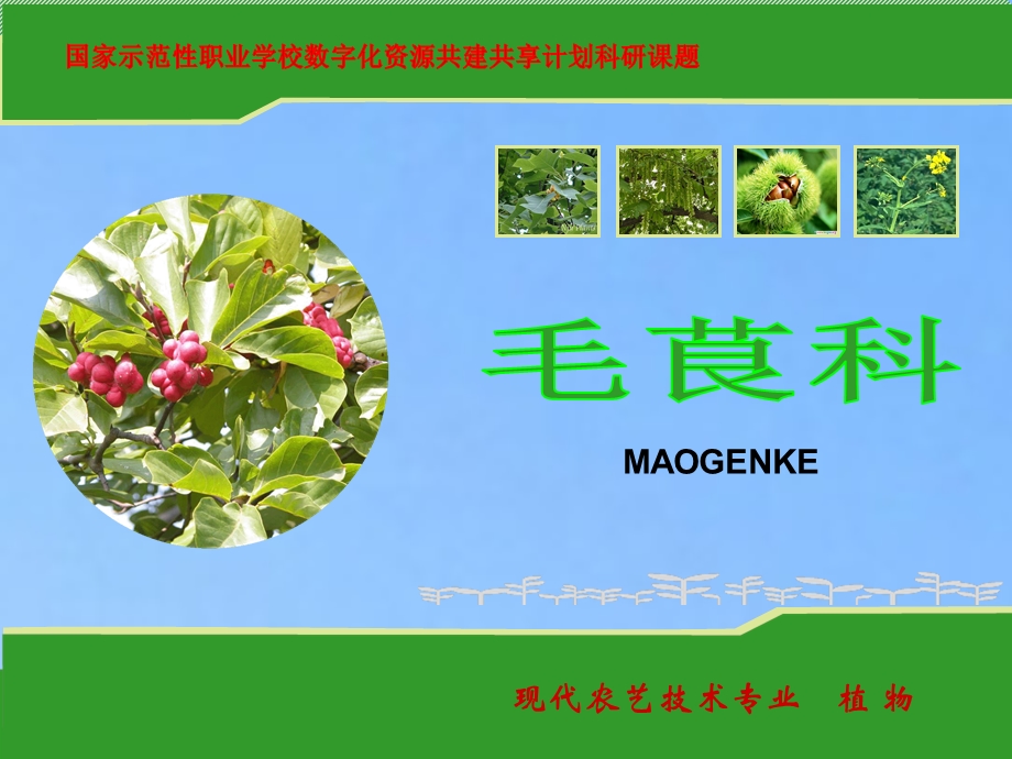 熟悉毛茛科植物的形态特征课件.ppt_第1页