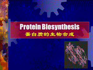 分子生物学--蛋白质的生物合成课件.ppt