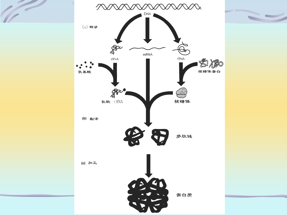 七年制医学ppt课件 生化 蛋白质的生物合成.ppt_第3页