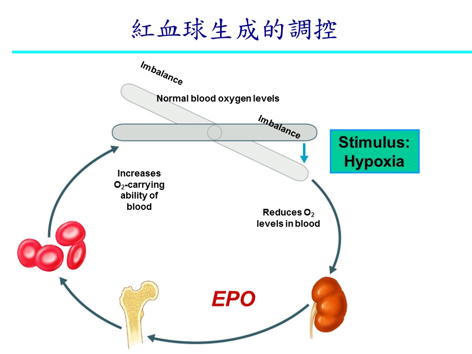 血液透析之慢性并发症ppt课件.ppt_第3页