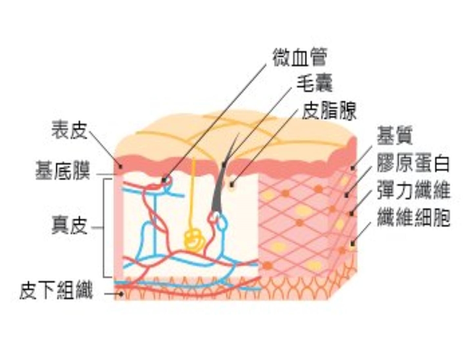 皮肤的组织结构课件.ppt_第2页