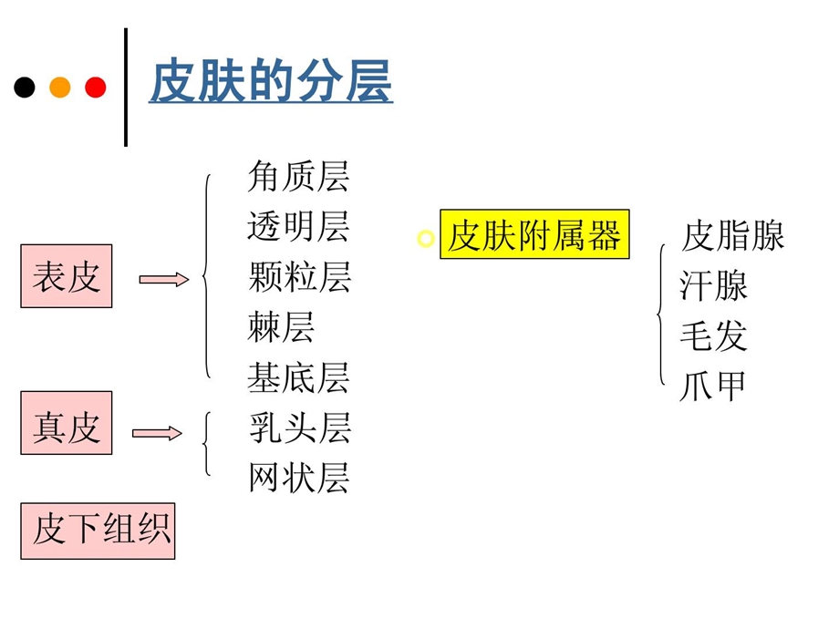 皮肤的组织结构课件.ppt_第3页