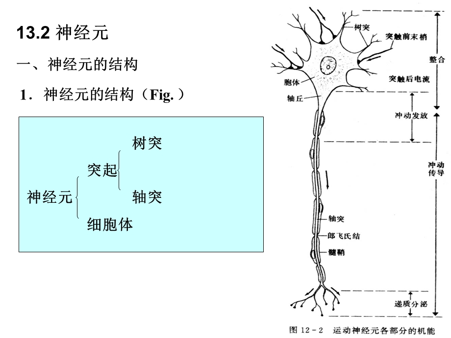 课件-动物生理学第十三章神经系统的运动机能.ppt_第2页