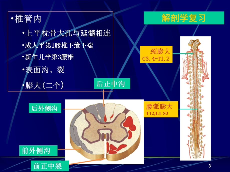 脊髓损伤康复 ppt课件.ppt_第3页