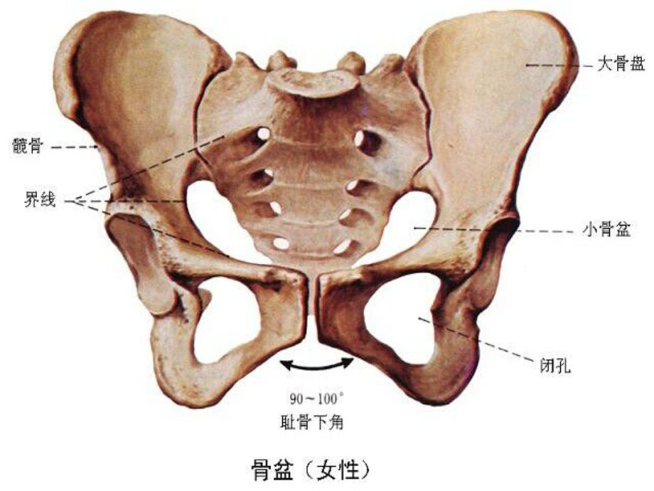 骨盆骨折患者的护理图文课件.ppt_第3页