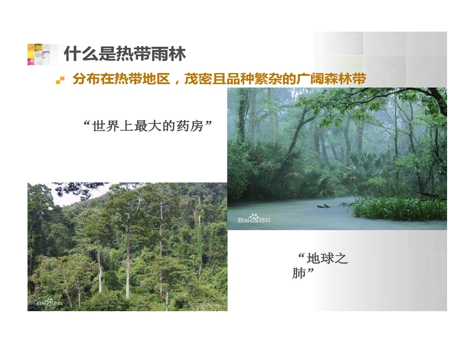 热带雨林生物多样性保护课件.ppt_第2页