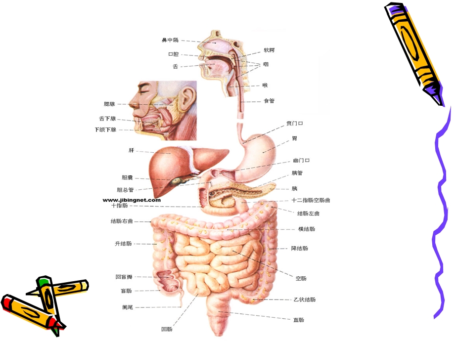 胃、肠镜检查前后的护理方法课件.ppt_第2页