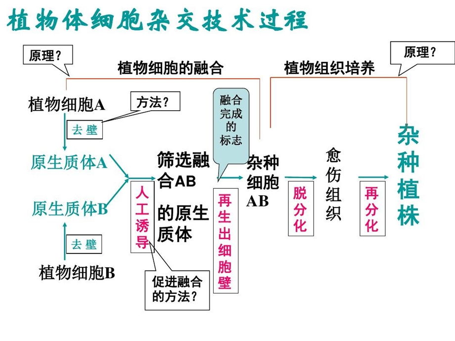 动物细胞融合和单克隆抗体制备课件.ppt_第2页