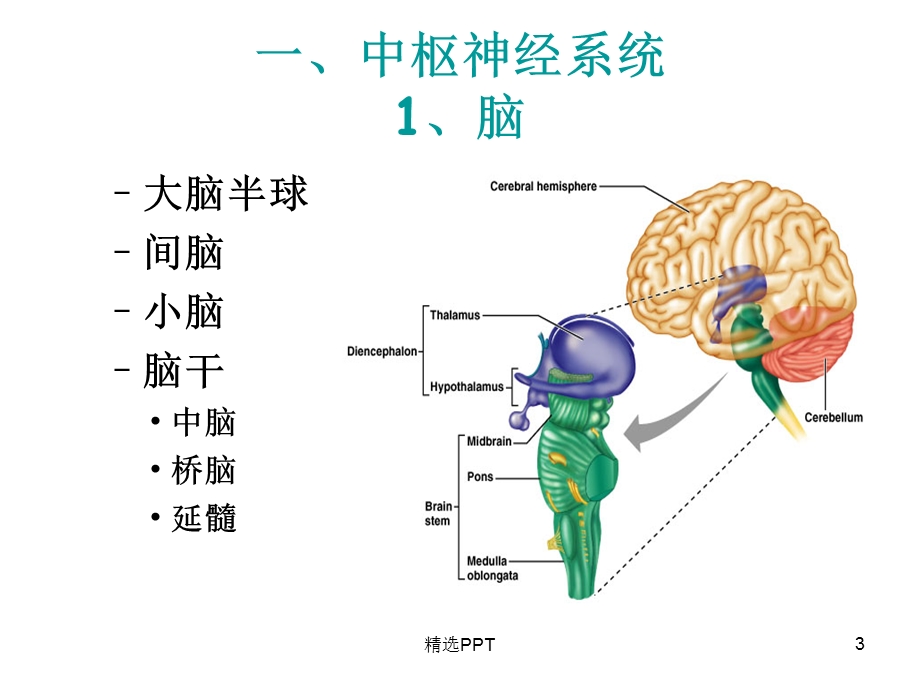 中枢神经系统解剖及功能课件.ppt_第3页