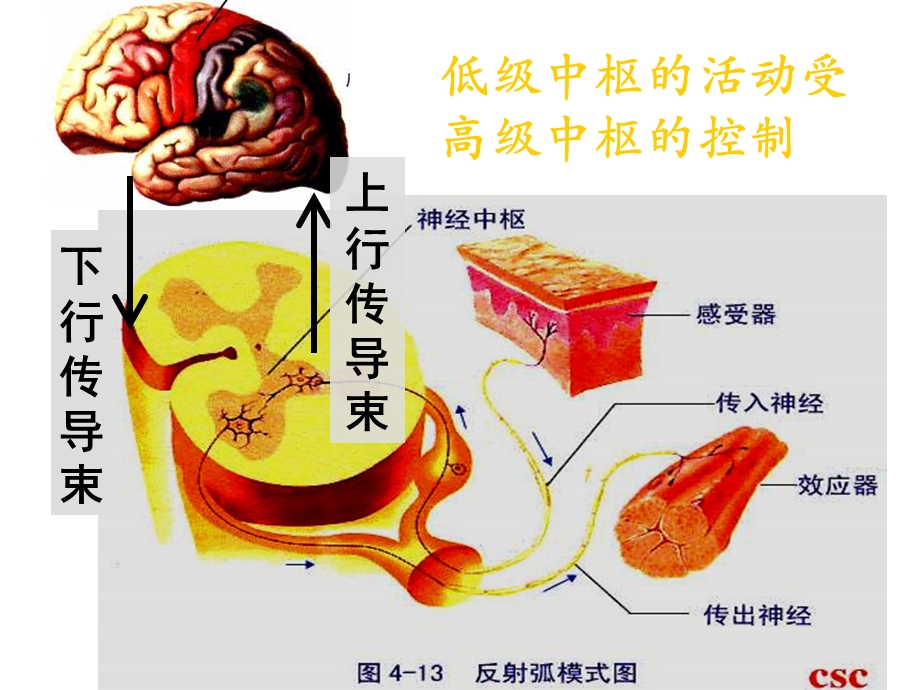 高二生物《通过神经系统的调节》月考前经典总结课件.ppt_第3页