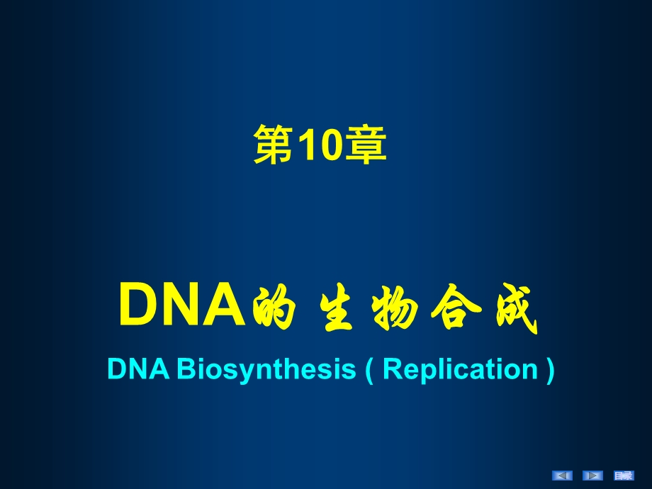 第10章DNA的生物合成课件.ppt_第2页