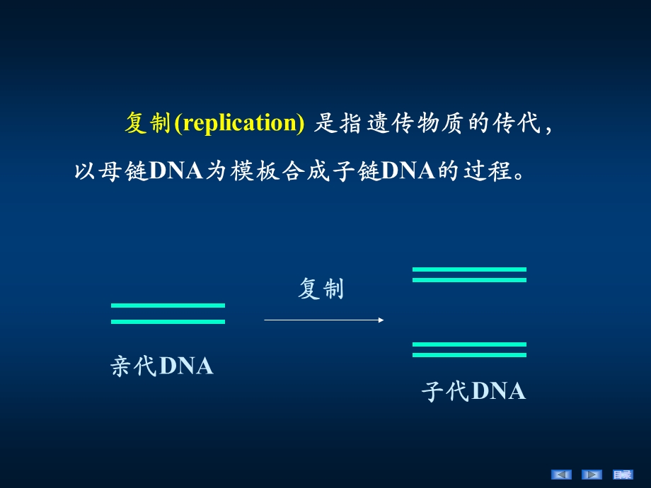 第10章DNA的生物合成课件.ppt_第3页