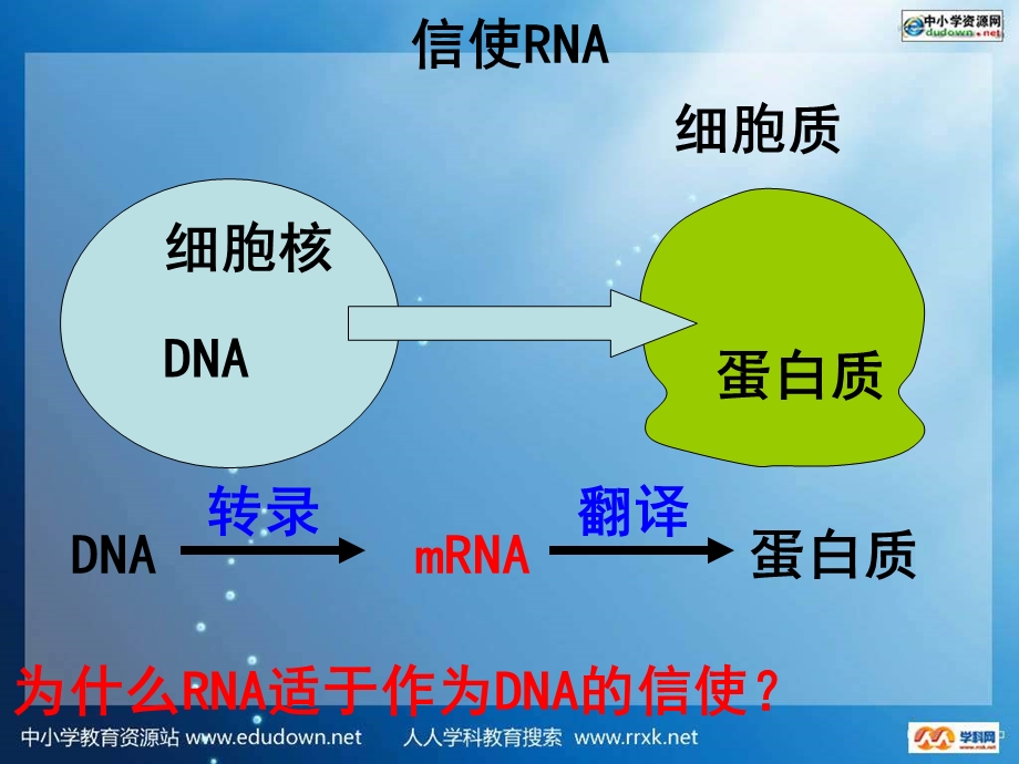 浙科版生物必修2第四节《遗传信息的表达—-RNA和蛋白质的合成》课件.ppt_第3页