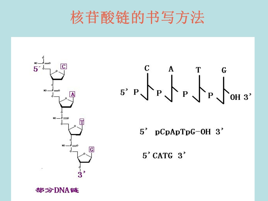 核酸代谢 主要内容：核酸的分解代谢核苷酸的生物合成课件.ppt_第3页