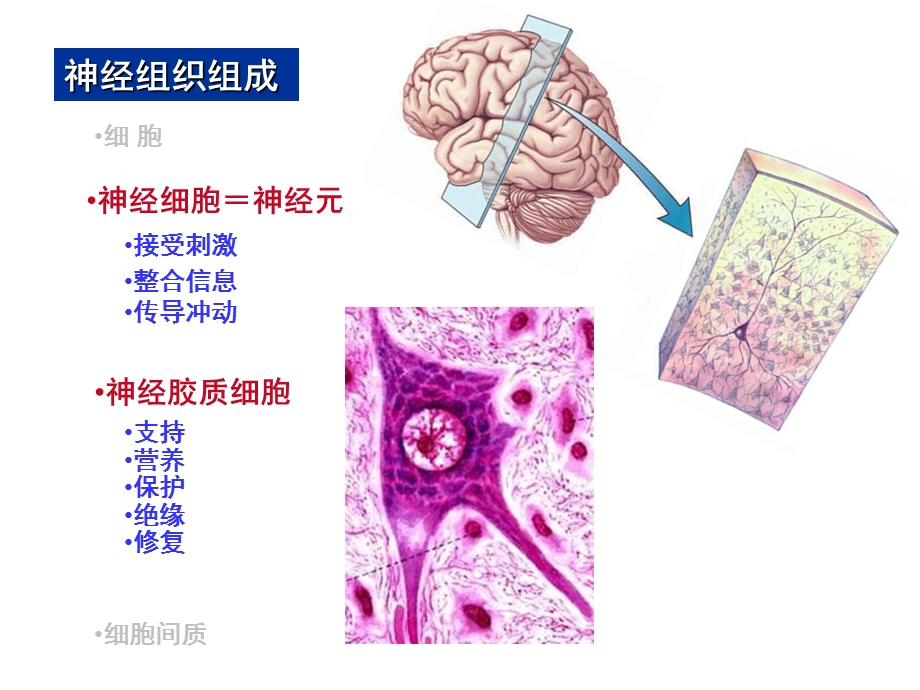 组织学医胚胎学 神经组织课件.ppt_第2页