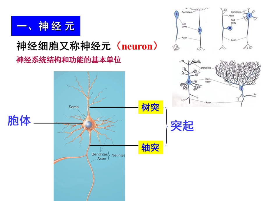 组织学医胚胎学 神经组织课件.ppt_第3页