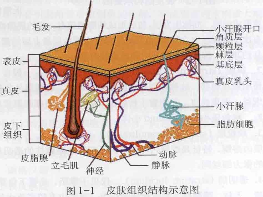 第二章-皮肤的解剖和组织结构课件.ppt_第3页