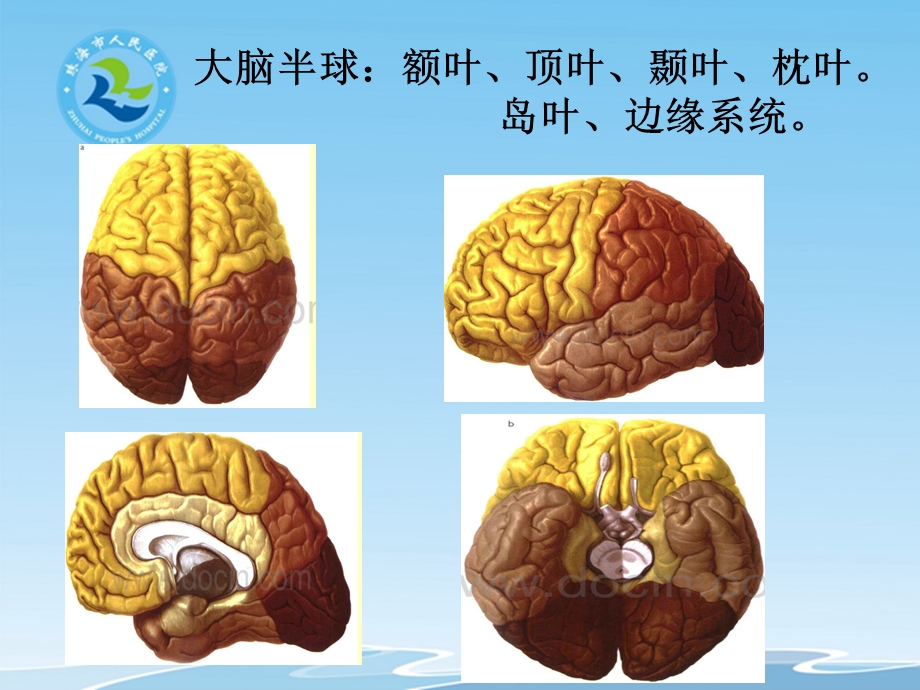 大脑半球各叶的功能 课件.pptx_第2页