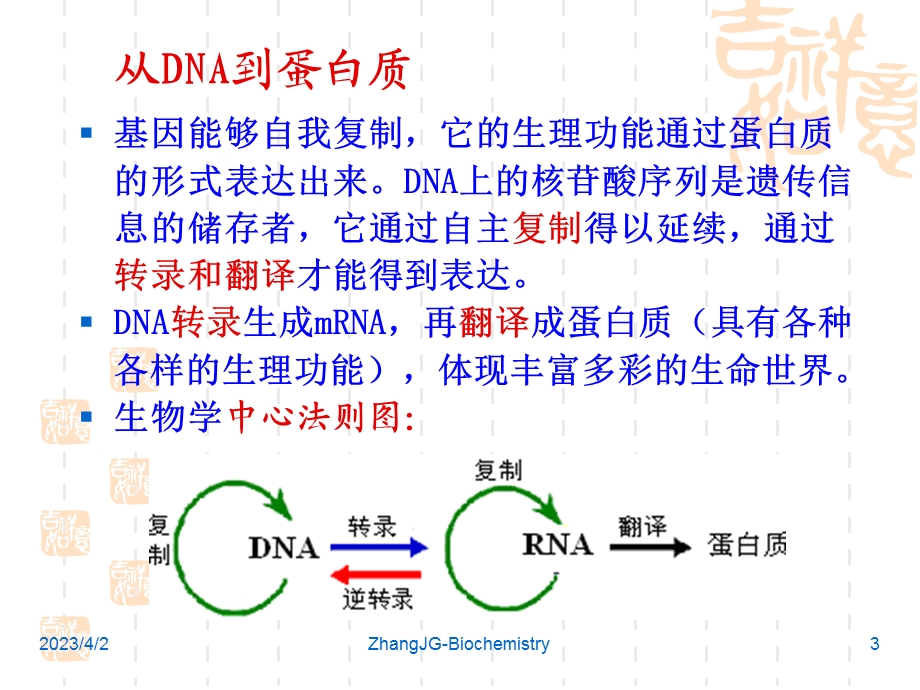 生物化学7第七章 蛋白质的生物合成 课件.ppt_第3页