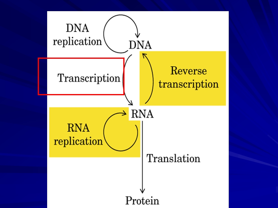 生物化学ppt课件（RNA的生物合成）.ppt_第1页