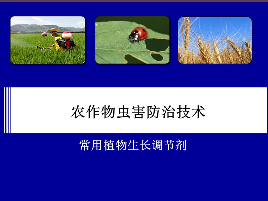 记忆植物生长调节剂的类型课件.ppt_第1页