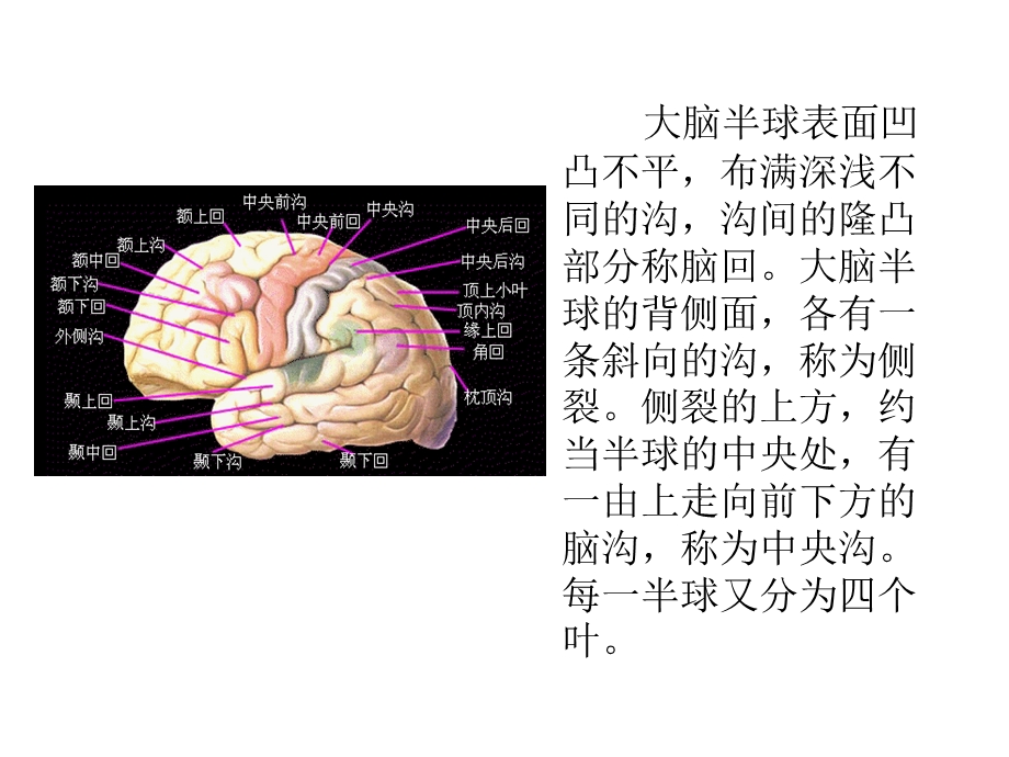 大脑半球的结构与功能 课件.ppt_第2页