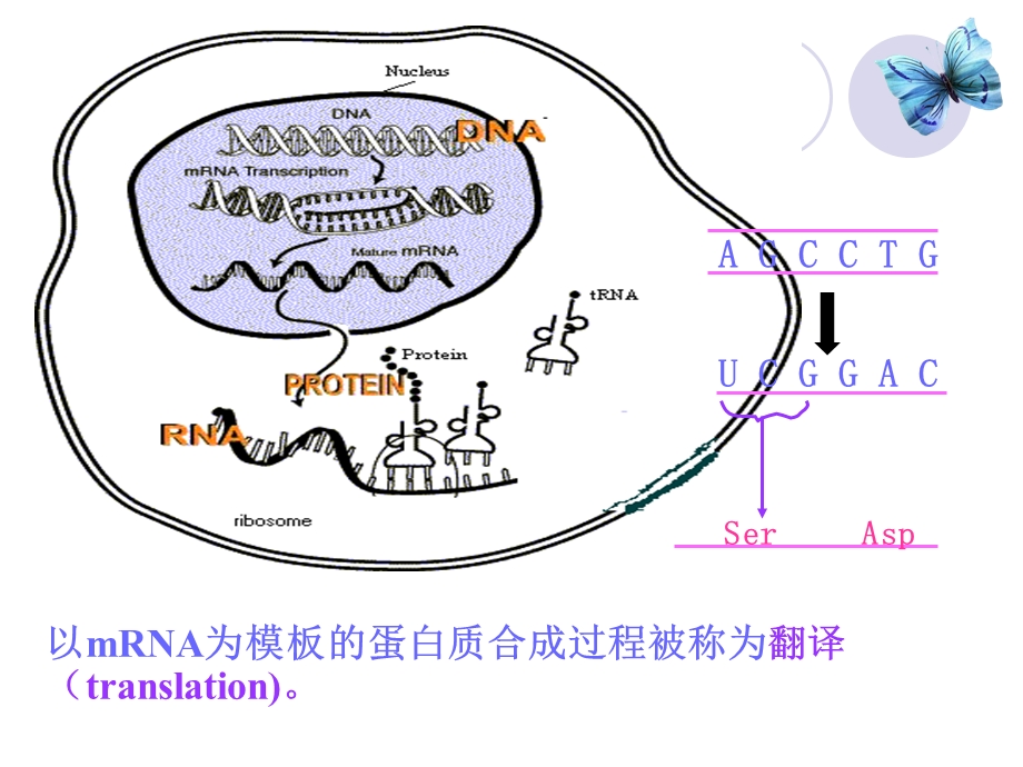 核酸代谢4--蛋白质合成课件.ppt_第3页