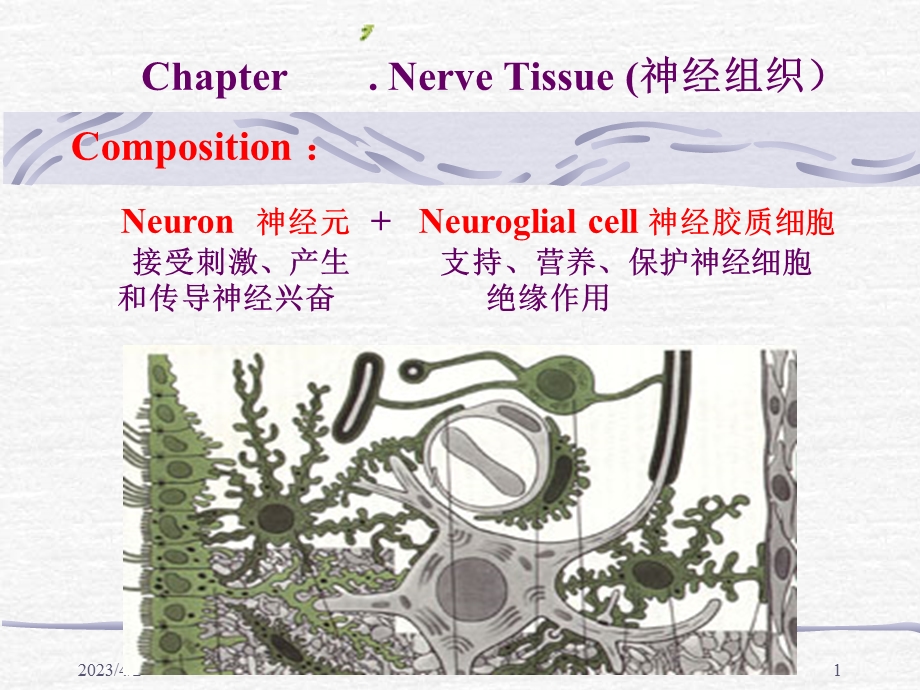 组织胚胎第7版 神经组织课件.ppt_第1页