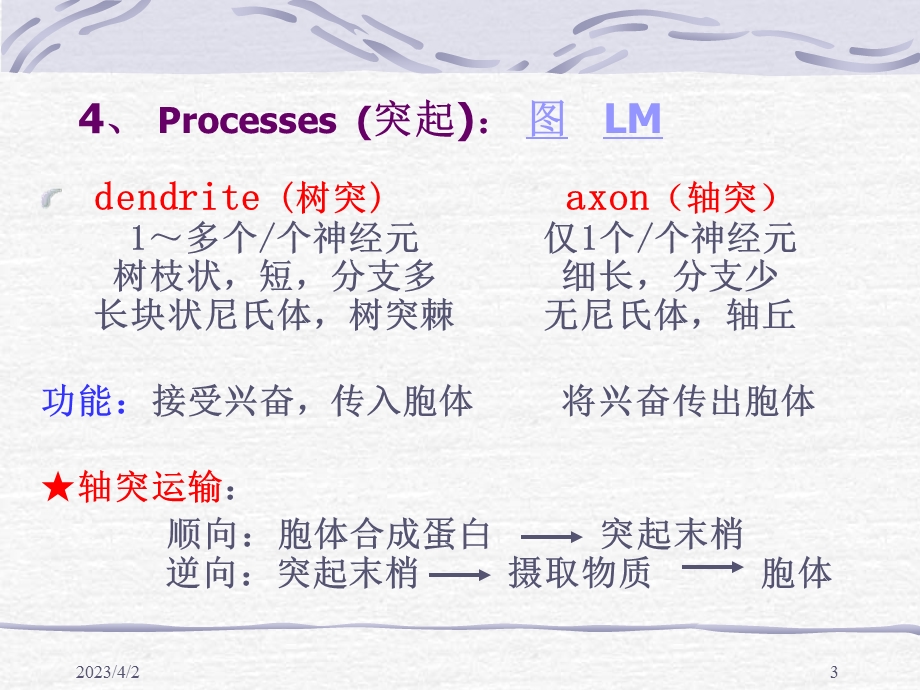 组织胚胎第7版 神经组织课件.ppt_第3页