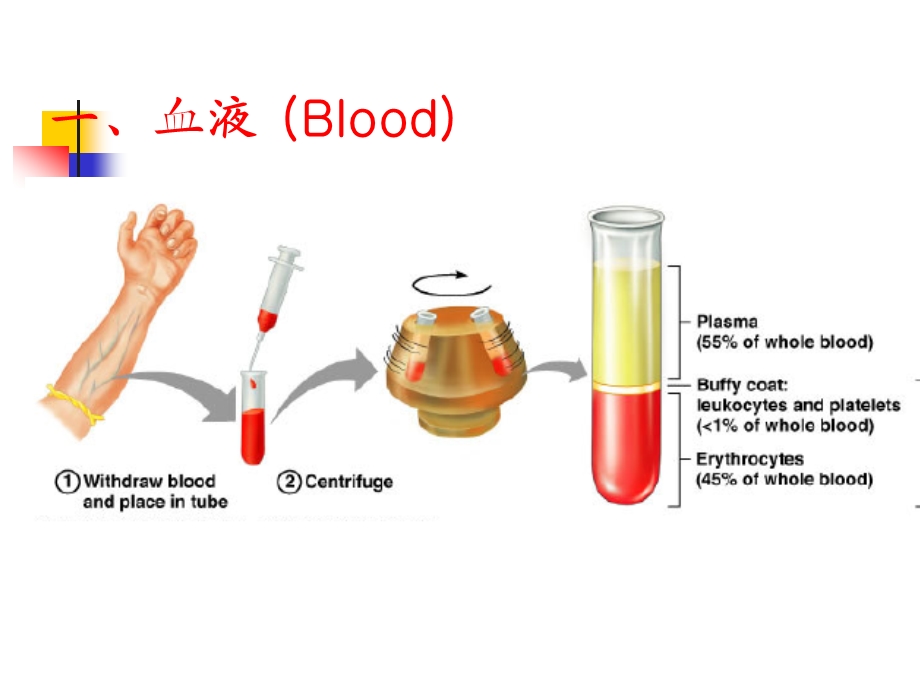 组织学与胚胎学PBLppt课件 第六章 血液.ppt_第3页