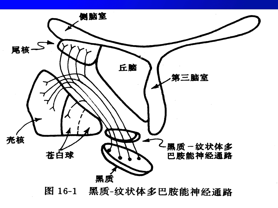 抗帕金森病（PD）药课件.ppt_第3页